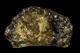 Polished Petoskey Stone (Fossil Coral) - Michigan #156020-1